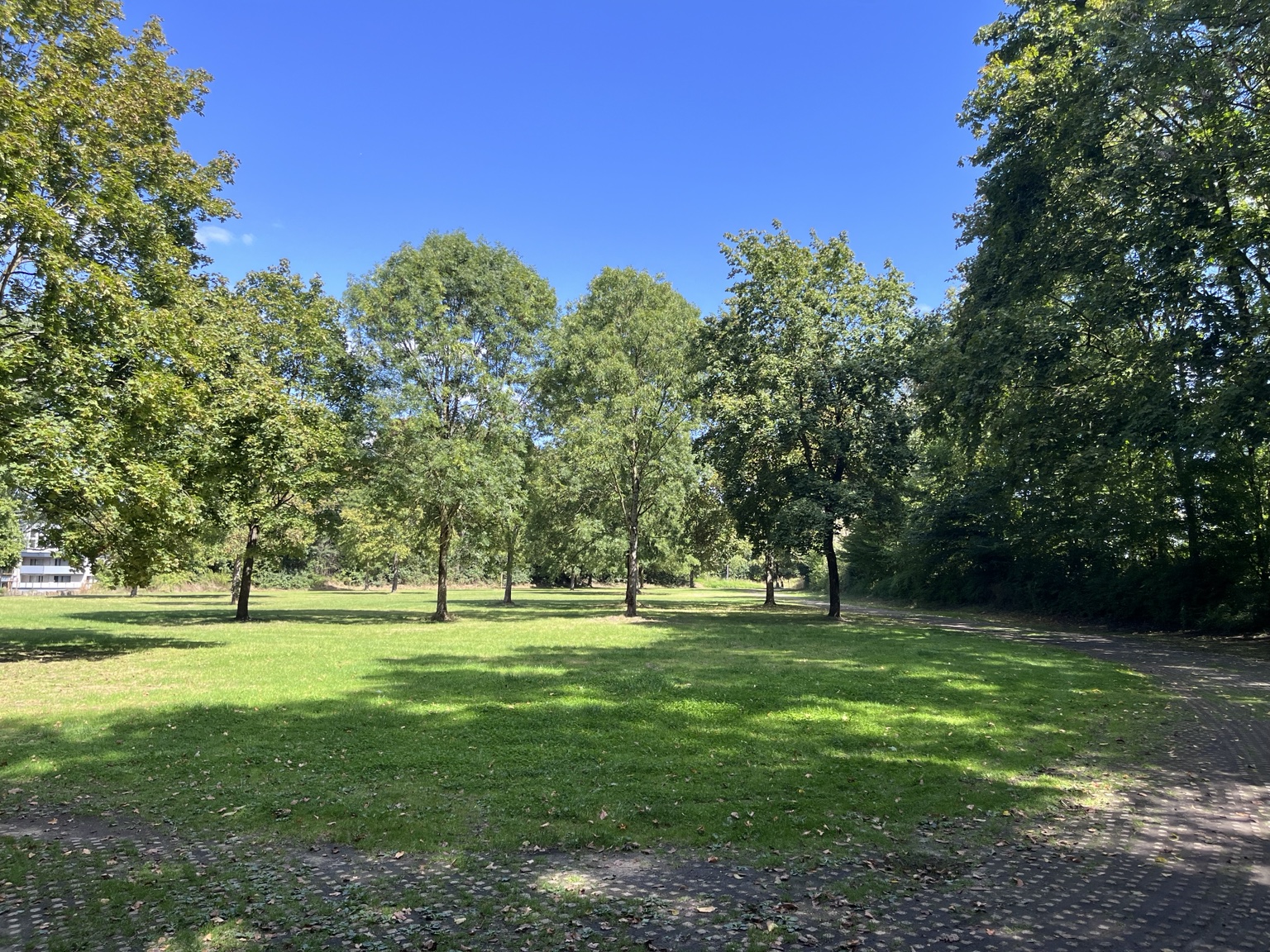 Grünfläche mit Bäumen im geplanten Basecamp-Bereich des Selbachparks